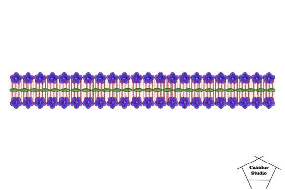 Stack Flowers Border Review